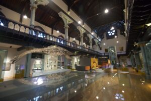 The skeleton of a large marine dinosaur on display in the middle of a large hall with a wide first-floor balcony and gothic architectural features.