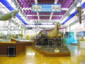 Taxidermied animals and animal skeletons displayed in a room with wooden flooring and white walls. A blue banner with the text "Hunterian museum Zoology" hangs from a purple tiled ceiling.