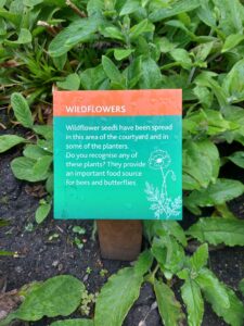 Information board in Museum of Edinburgh's courtyard. The board highlights the wildflowers that have been planted in the courtyard and their purpose as a source of energy for bees and butterflies.