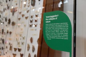 A green, leaf-shaped label with the title "'Insectaggedon'- the collapse of nature" and several lines of text. Behind the label, inside a glass case, is a display of pinned insects.