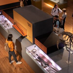 Adults stand and view museum objects which are displayed in cases on a long raised platform in the centre of a gallery.