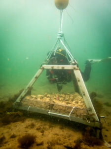 A diver with SCUBA equipment swims behind a metal frame resting on the sea bed.